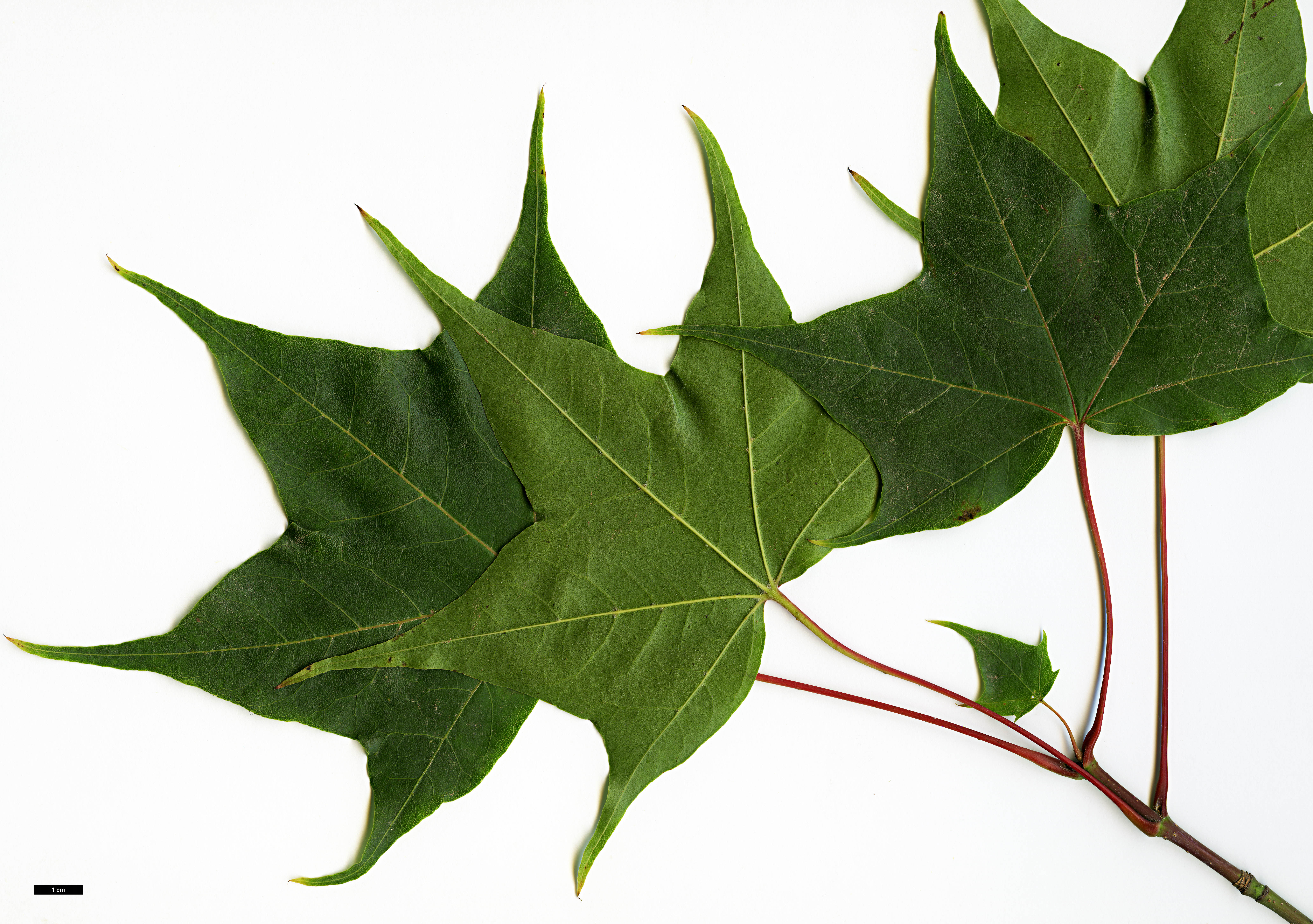 High resolution image: Family: Sapindaceae - Genus: Acer - Taxon: cappadocicum - SpeciesSub: subsp. sinicum